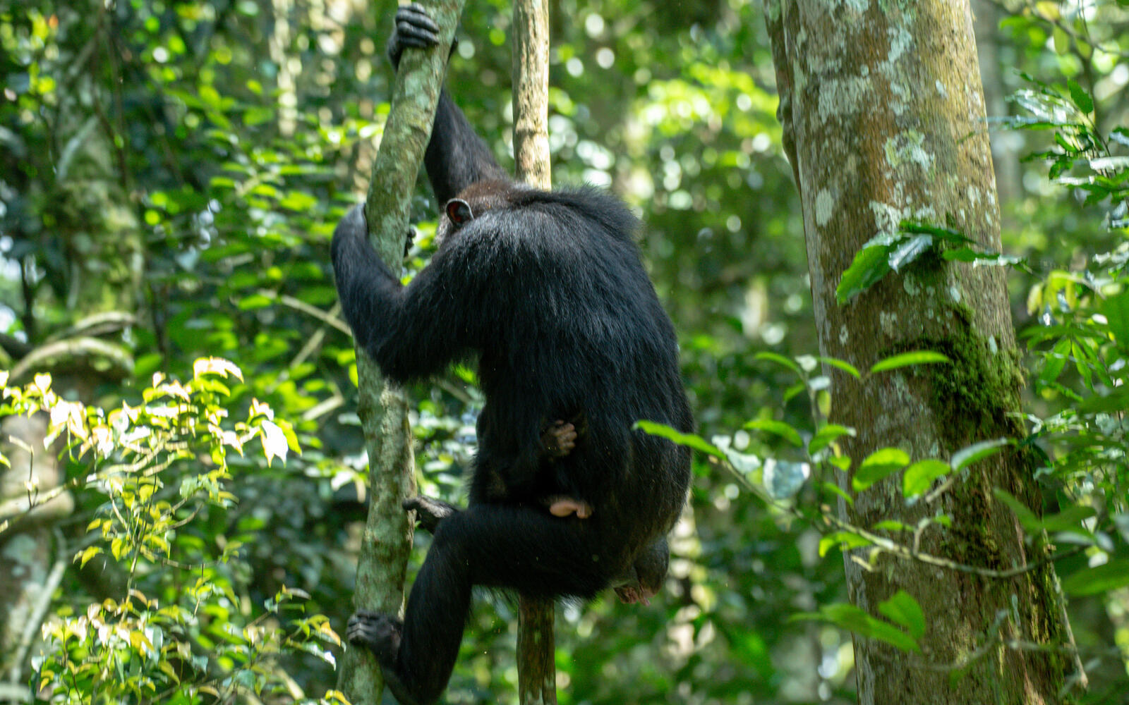 Gorilla permits in 2026: what they cost and how to actually get one