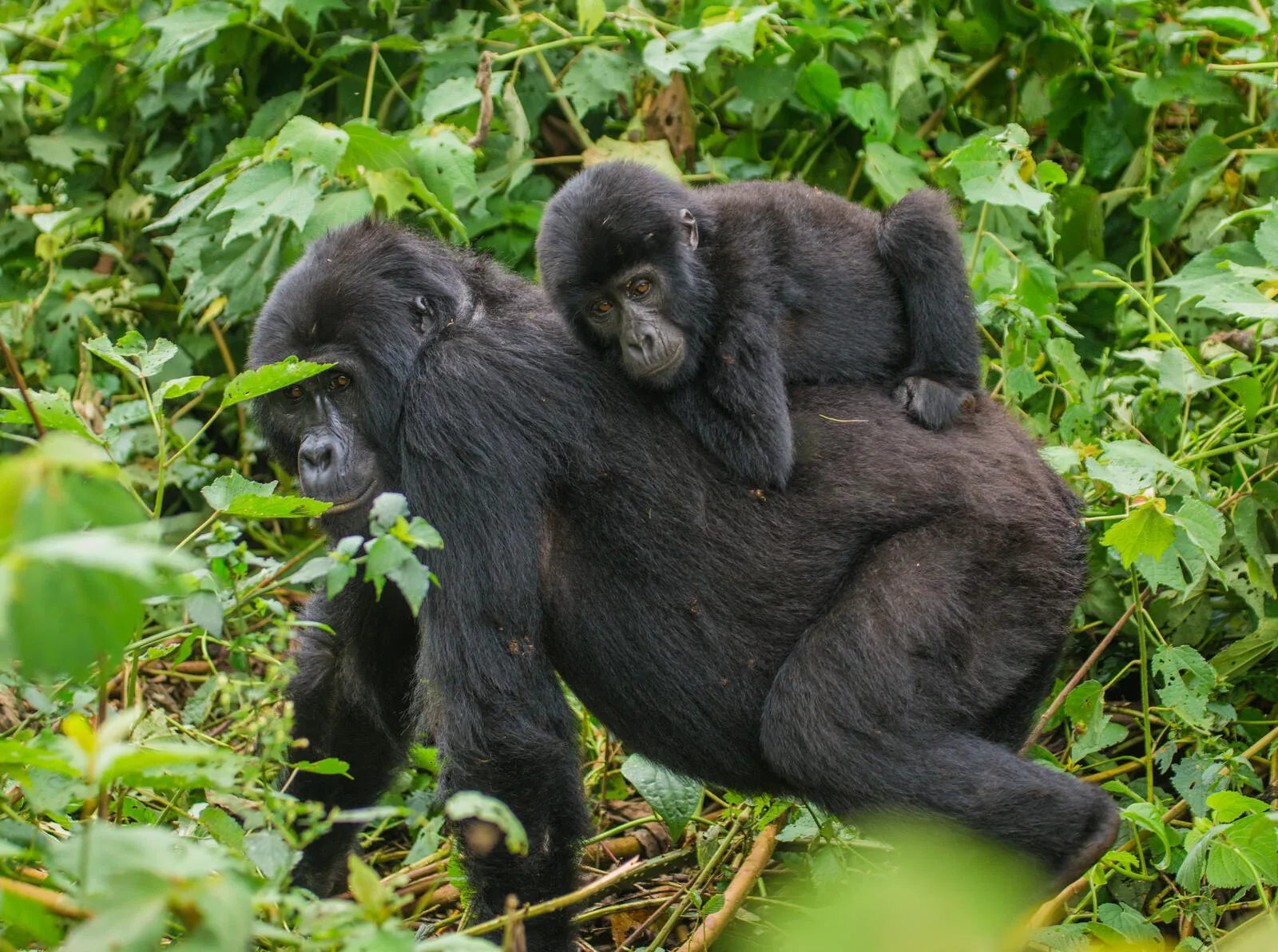 What to pack for Bwindi (and what to leave at home)