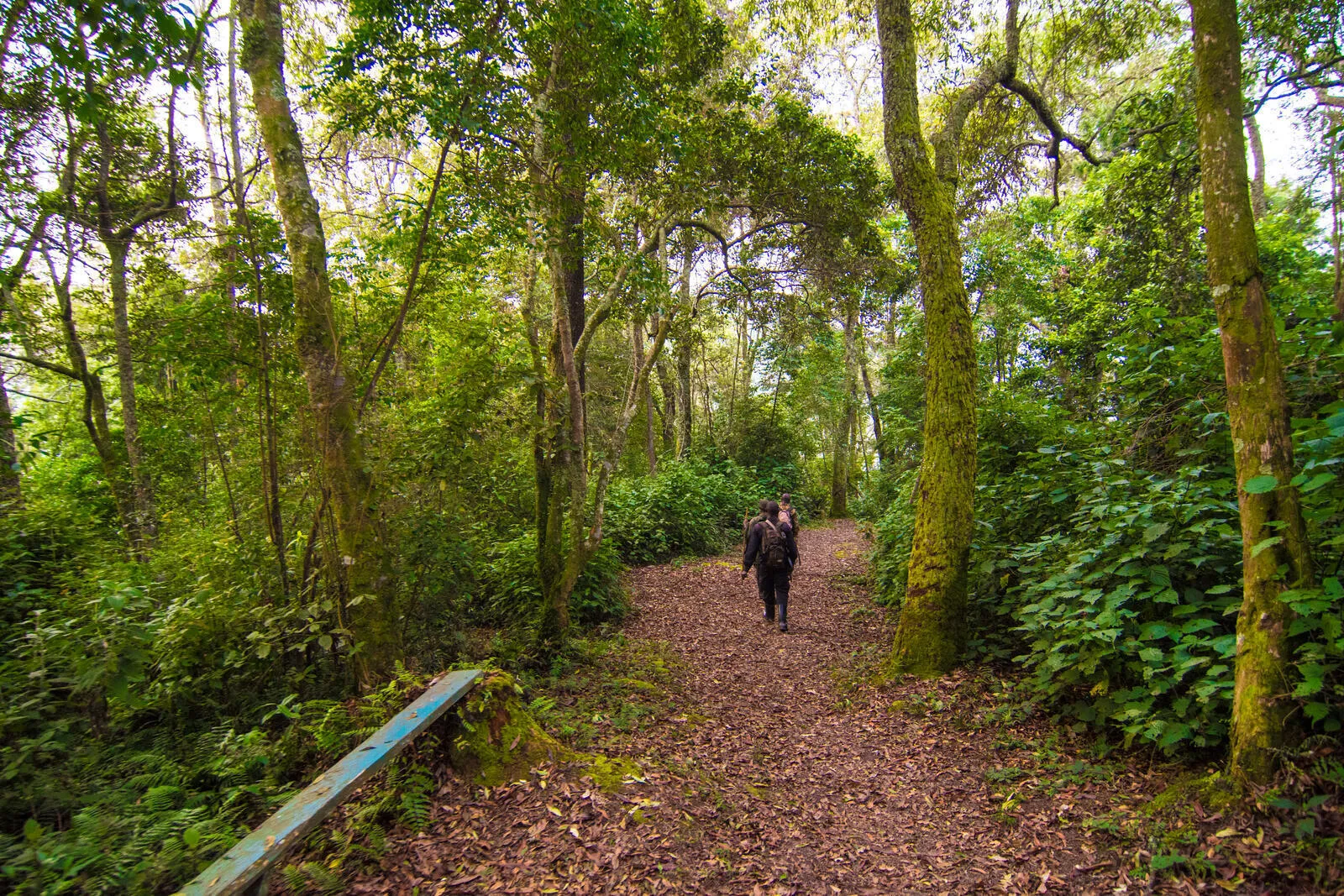 Guided Forest Walks